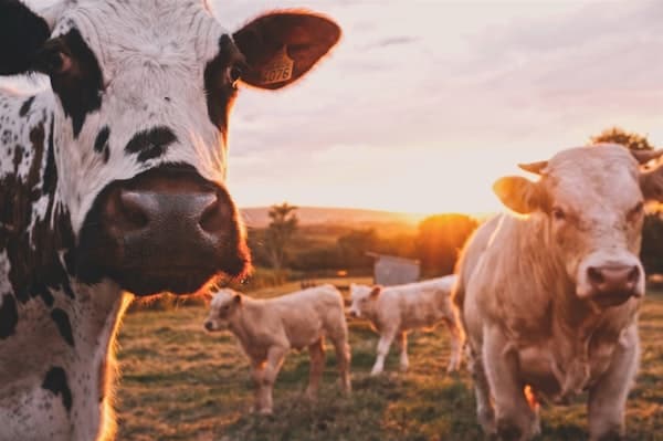 WEATHER INDEX INSURANCE FOR SMALL SCALE FARMERS IN ZAMBIA